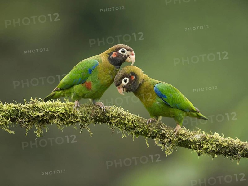 Two Brown-hooded Parrots (Pyrilia haematotis)