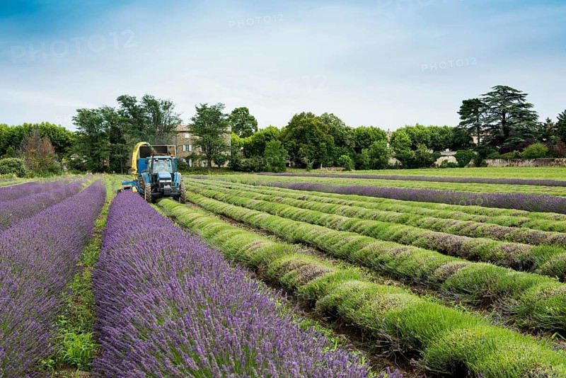 Lavender harvest