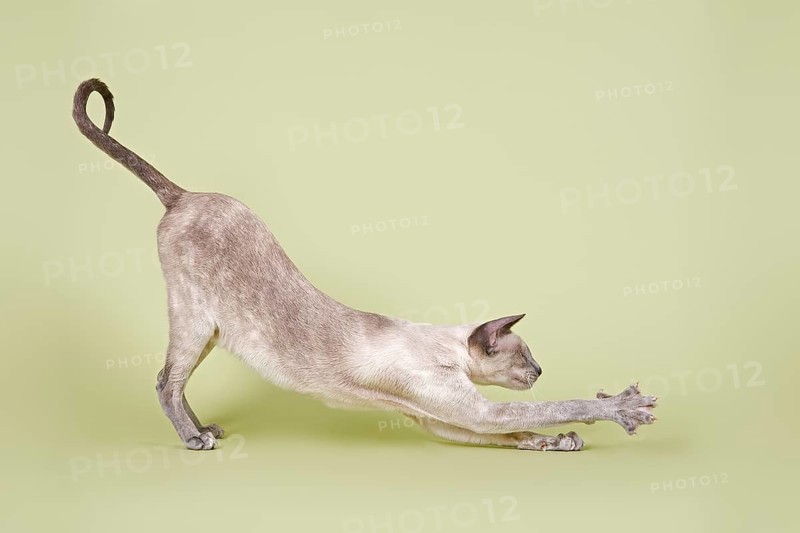 Siamese cat