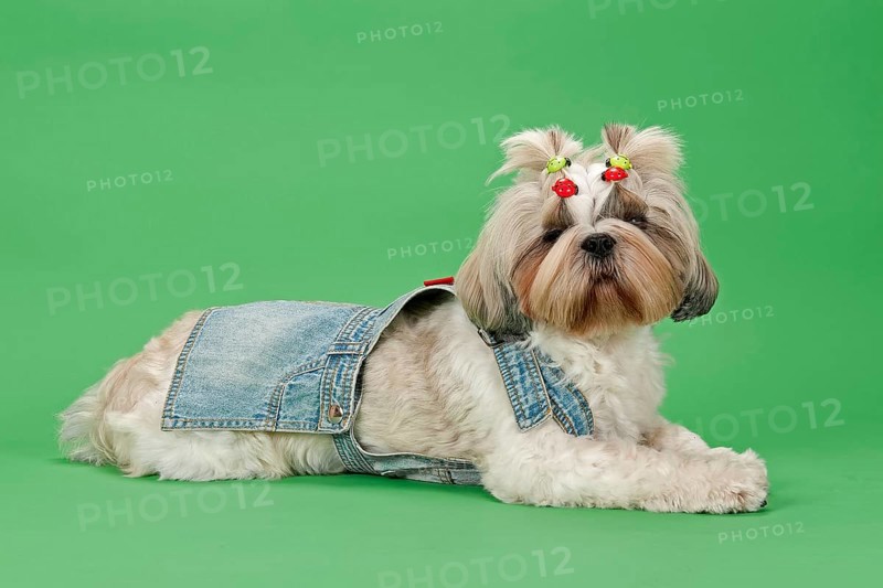 Shih Tzu dog