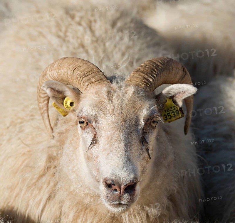 Sheep with ear tags