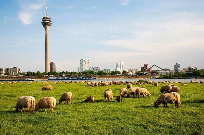 Sheep grazing in the meadows on the banks of the Rhine opposite the Rhine Tower and Neuer Zollhof in the Media Harbour