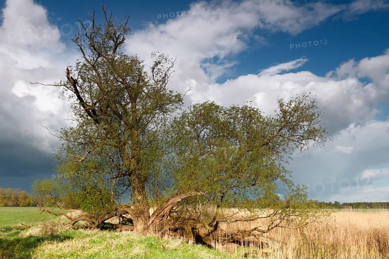Softwood floodplains