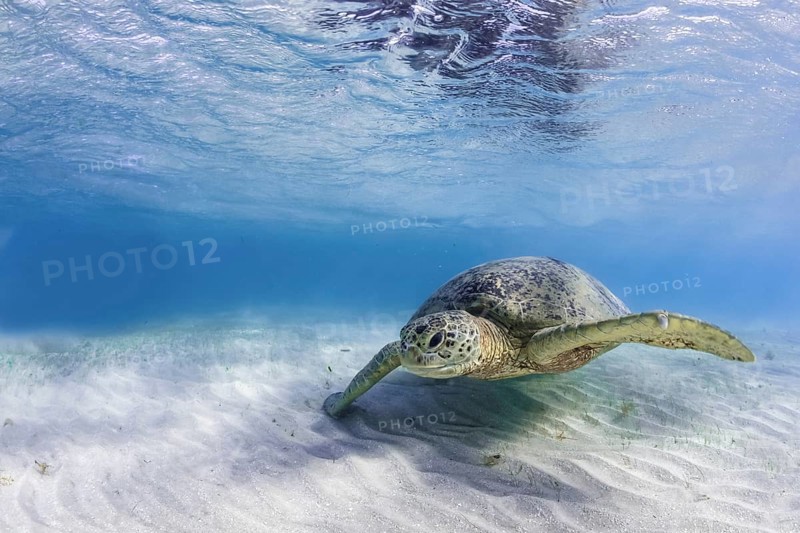 Green Turtle or Green Sea Turtle (Chelonia mydas)