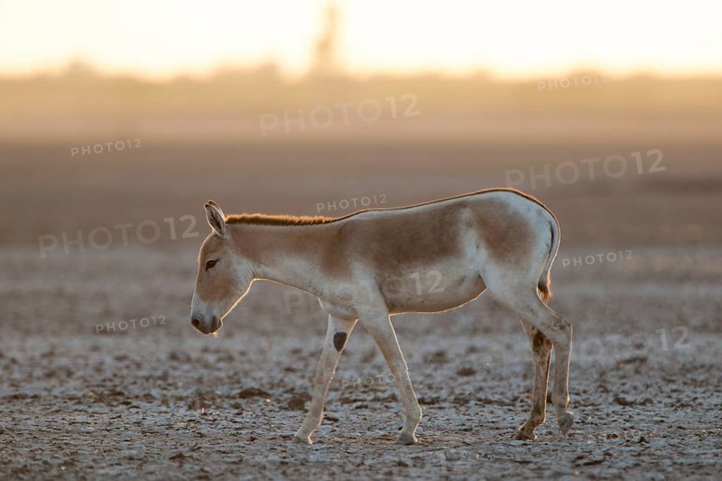 Onager or Asiatic wild ass (Equus hemionus)