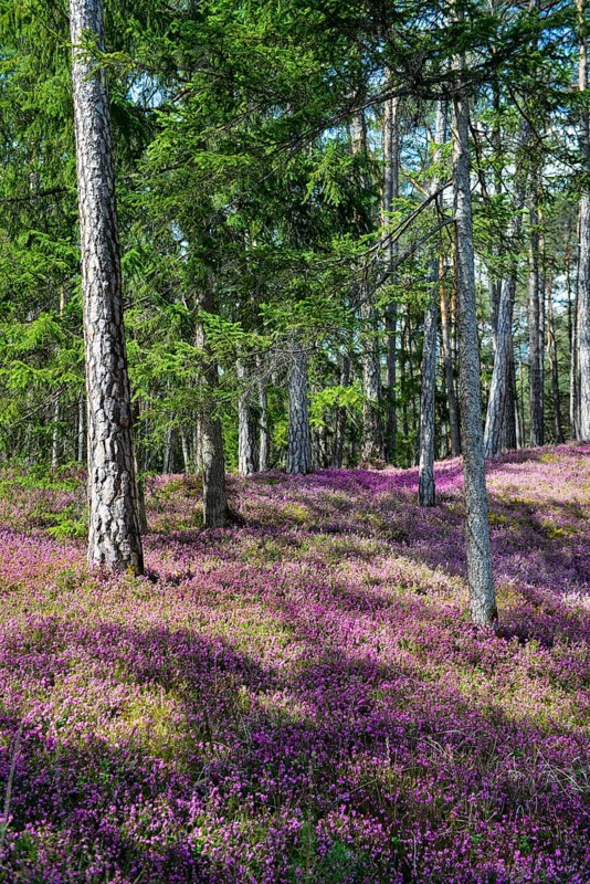 Blooming spring heaths (Erica carnea) in a forest