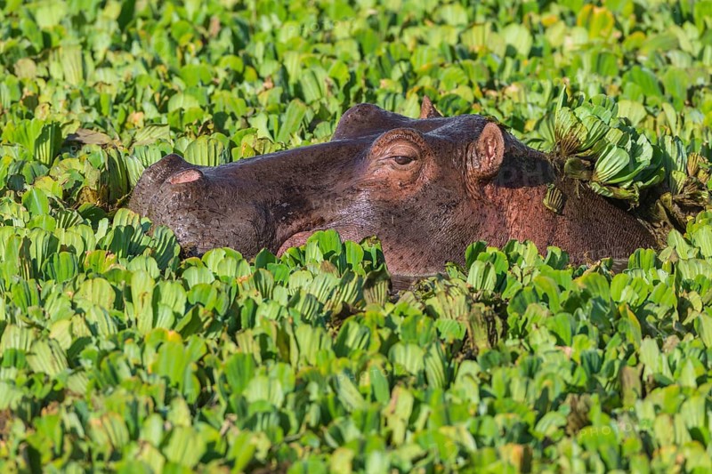 Hippopotamus (Hippopotamus amphibius) in a pond covered with water lettuce
