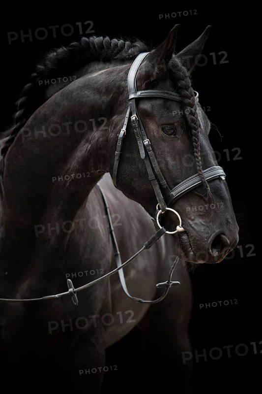 Black Friesian