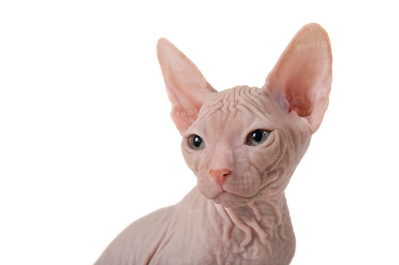 Don Sphynx kitten