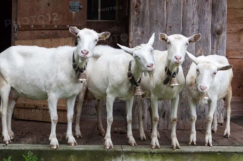 Goats (Capra hircus)