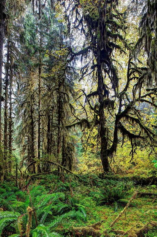 Hoh Rainforest
