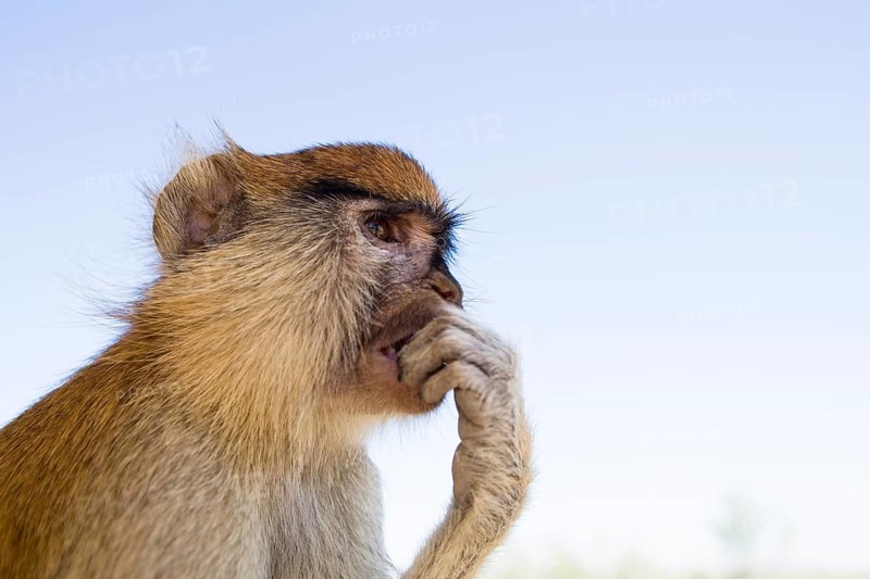 Patas Monkey (Erythrocebus patas)