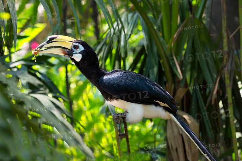 Southern Pied-Hornbill (Anthracoceros convexus)