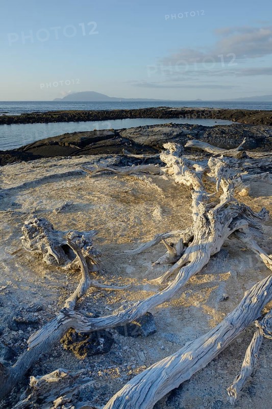 Drift wood