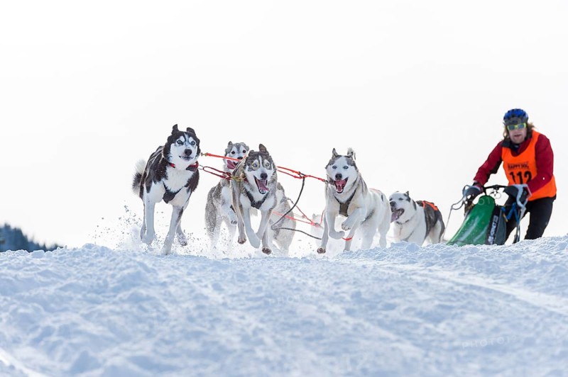 Sled dog racing