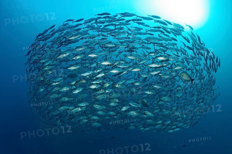 Swarm Bigeye trevallies (Caranx sexfasciatus)
