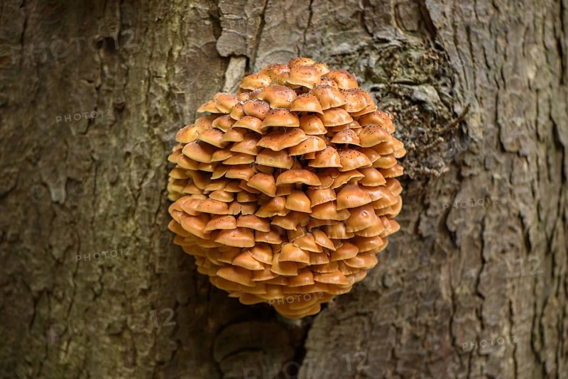 Velvet Shank Fungus (Flammulina velutipes) fruiting bodies