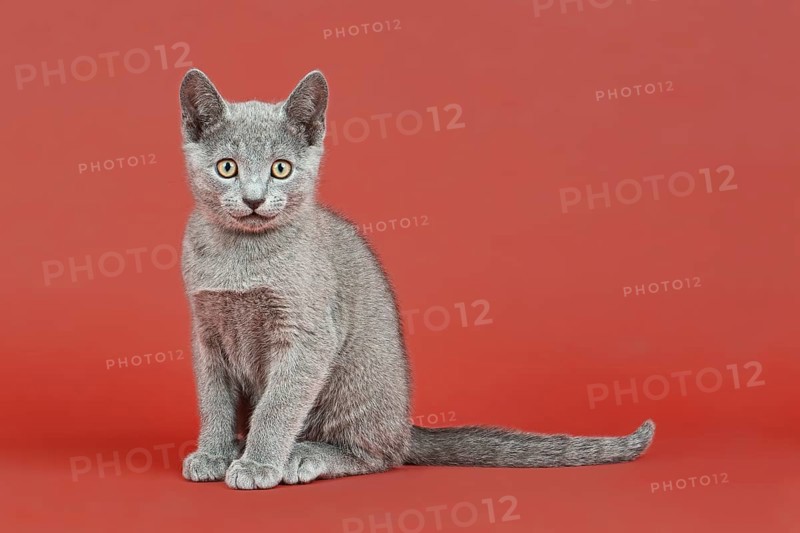 Russian Blue kitten