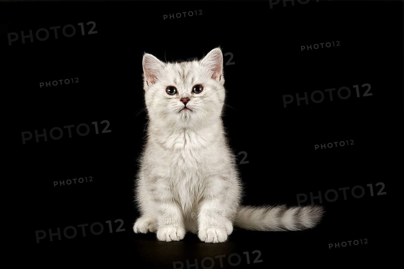 Selkirk Rex