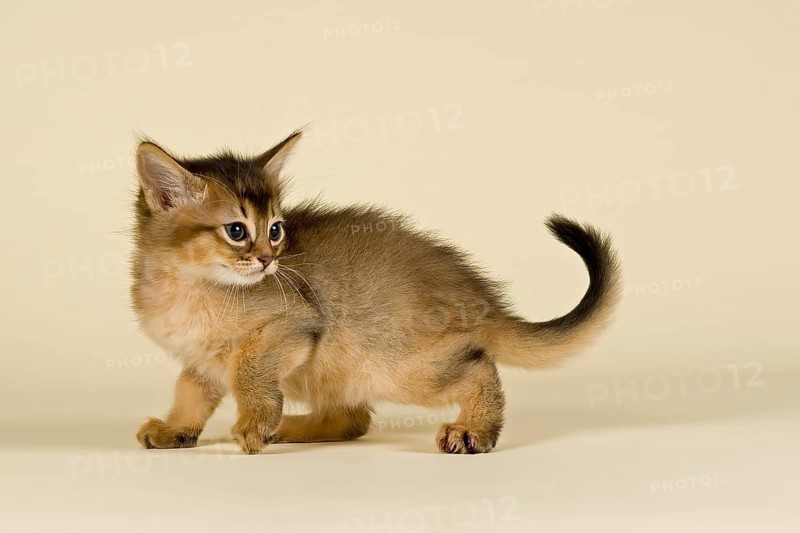 Somali kitten