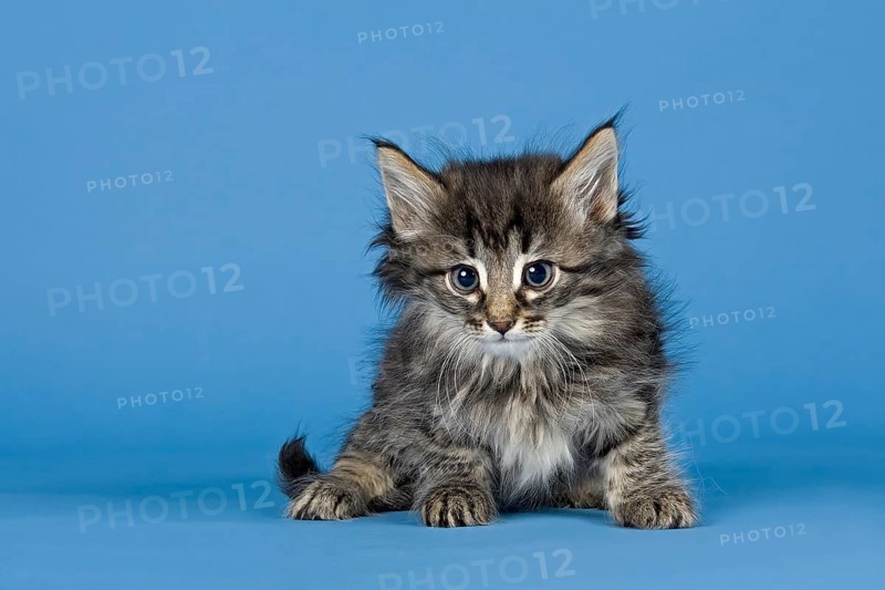 Norwegian Forest Cat