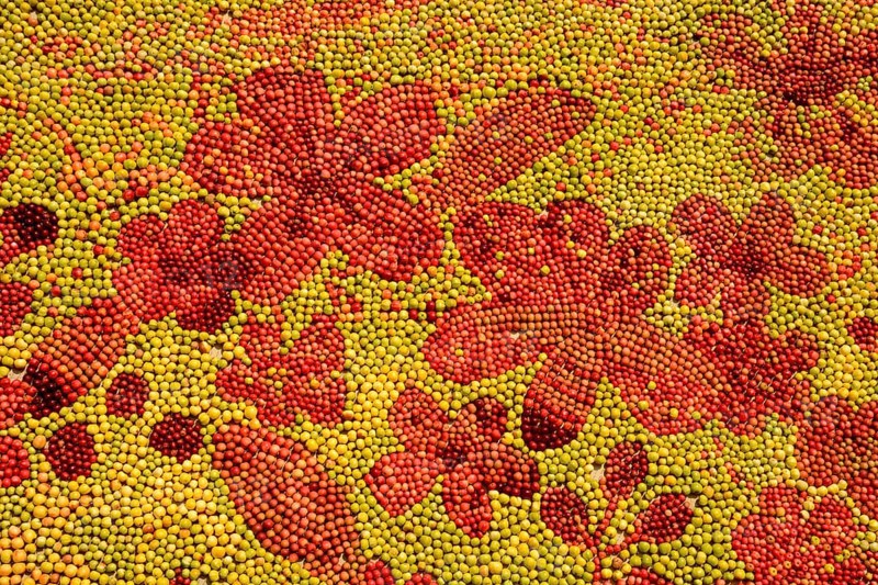 Detail of the world's greatest apple picture