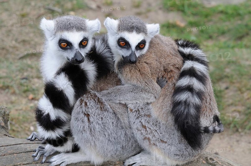 Ring-tailed Lemurs (Lemur catta) sitting close together in the zoo