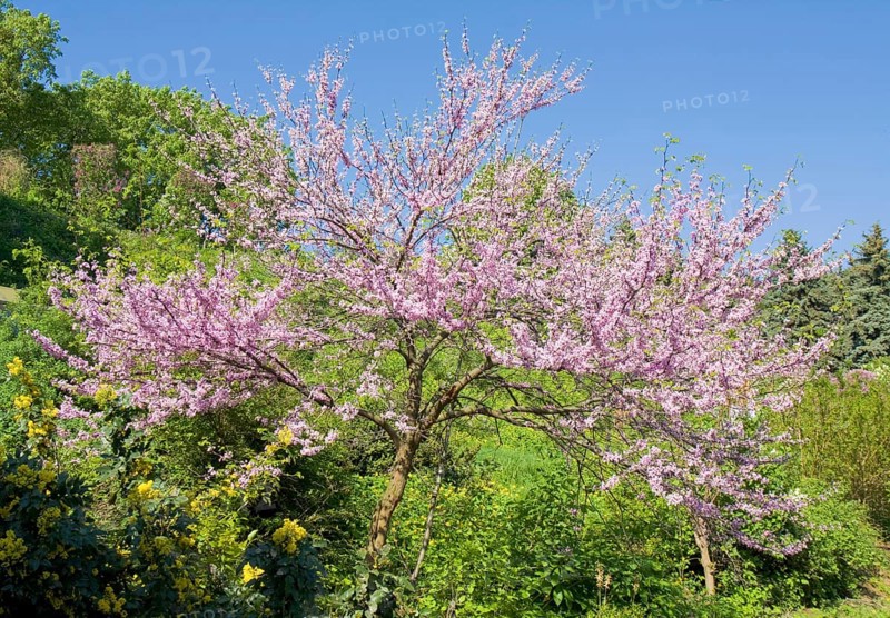 Eastern Redbud (Cercis canadensis)