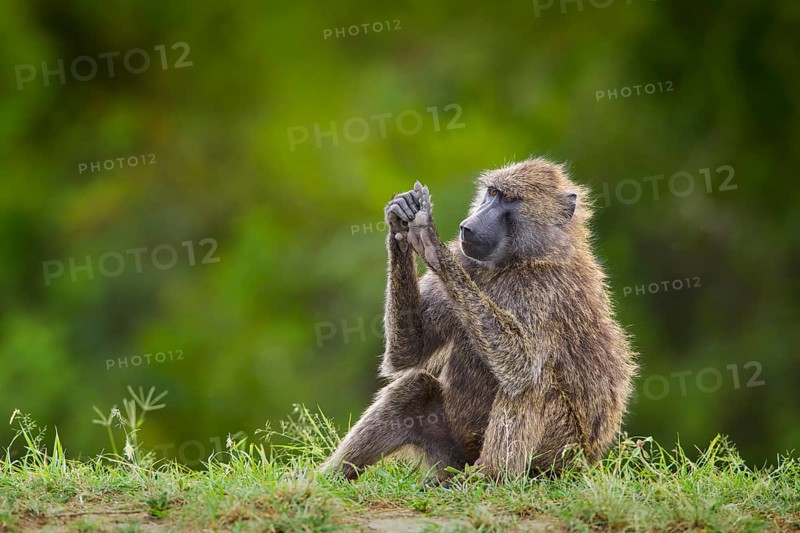 Olive baboon (Papio anubis) sitting in grass at body care