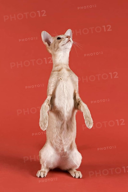 Pedigree cat