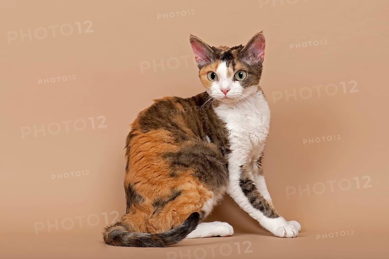 Devon Rex