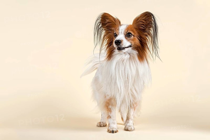 Papillon dog