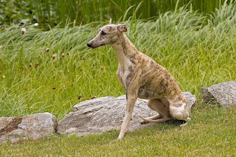 Whippet