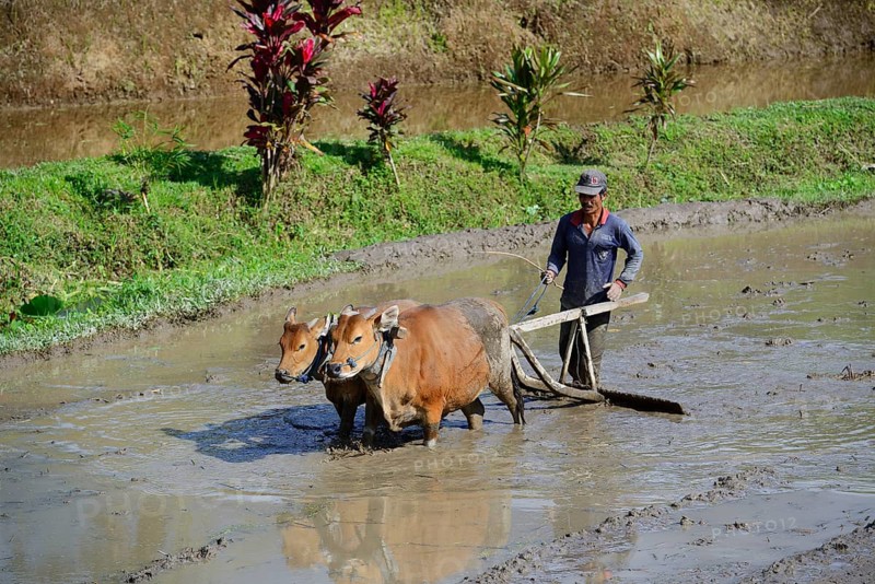 Rice farmer working with oxen on a rice paddy