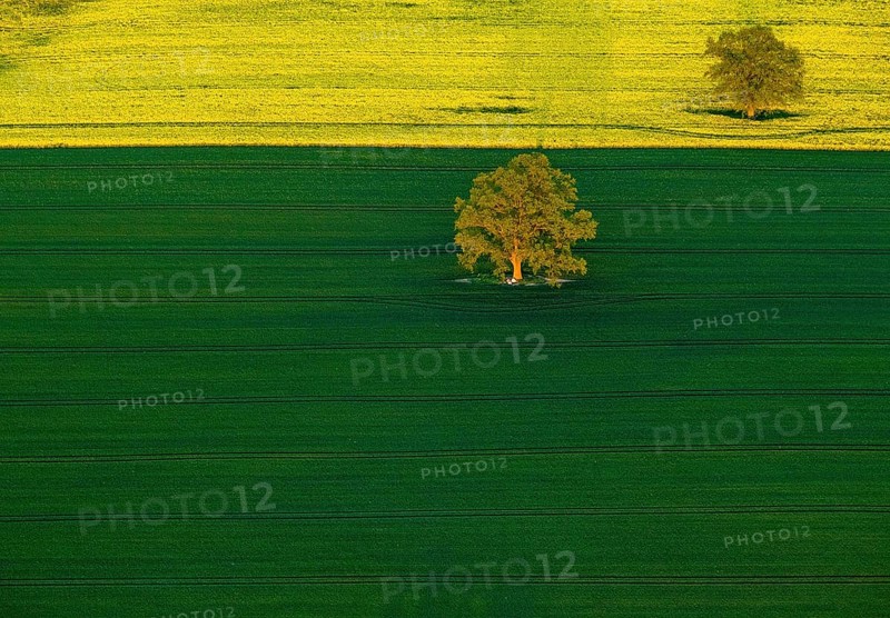 Trees in a green field and a flowering rape feed
