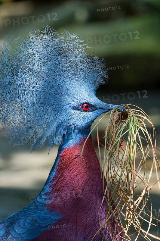 Western Crowned Pigeon or Common Crowned Pigeon (Goura cristata)