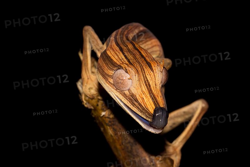 Lined Flat-tail Gecko (Uroplatus lineatus) in the rainforest of Marojejy