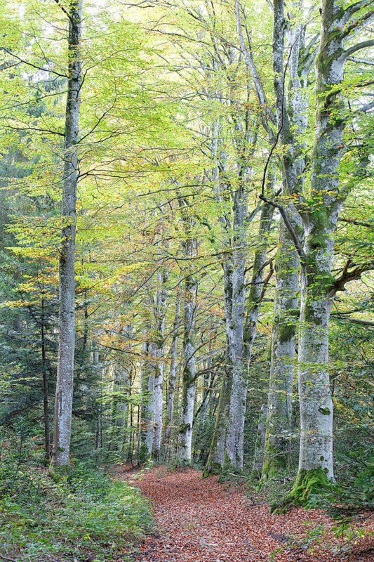 Forest of Meydat
