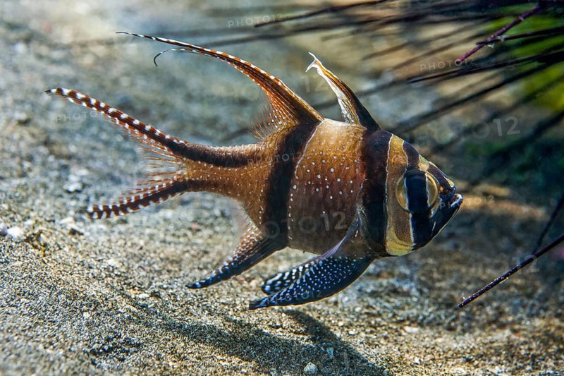Banggai cardinalfish (Pterapogon kauderni)