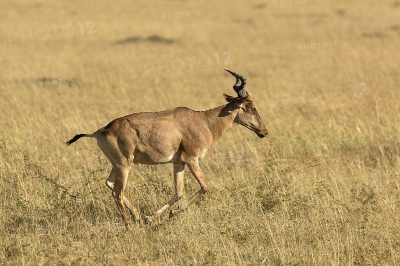 Coke's Hartebeest (Alcelaphus buselaphus cokii) adult