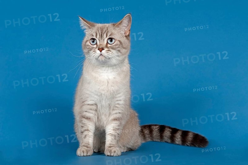 Selkirk Rex cat