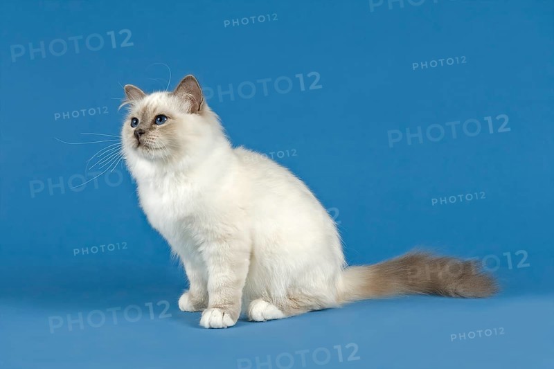 Birman Cat