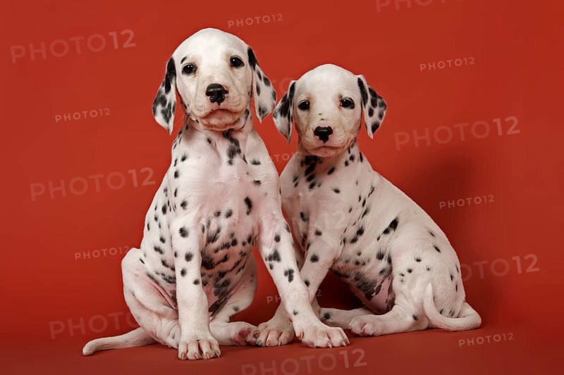 Two Dalmatian puppies