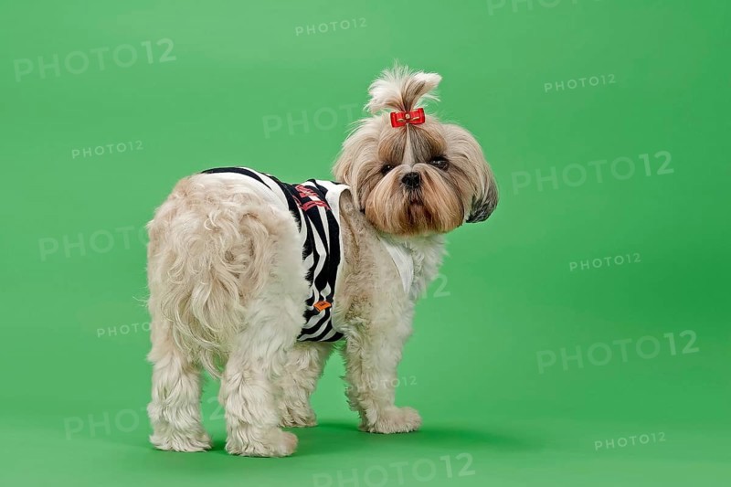 Shih-Tzu dog