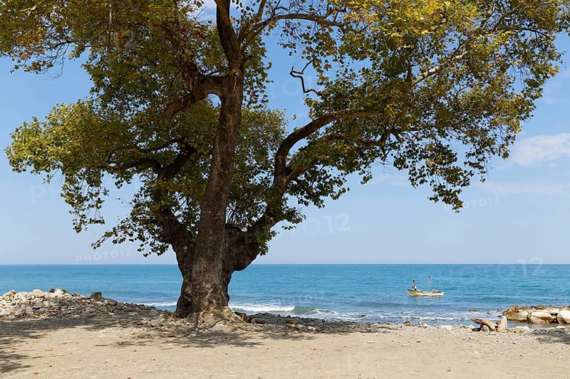 Oriental Plane Tree (Platanus orientalis) on the beach