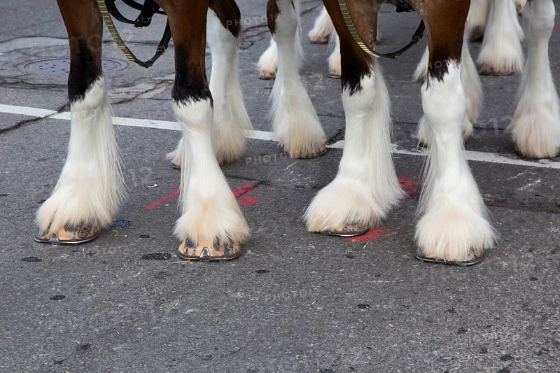 Feet of the Budweiser Clydesdales in Detroit's Thanksgiving Day Parade