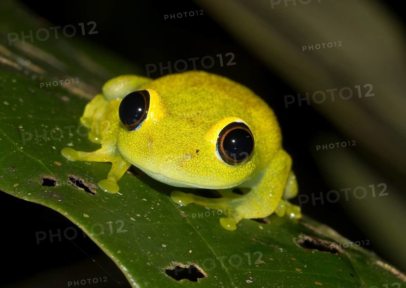 Green bright-eyed frog (Boophis viridis) in the rainforest of Andasibe