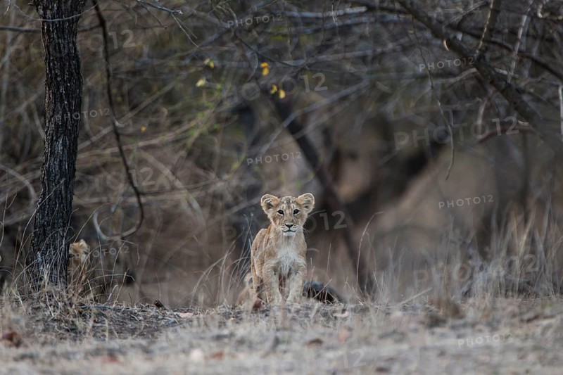 Asiatic lion (Panthera leo persica) cub