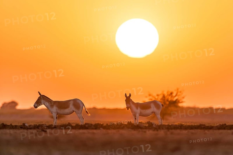 Onager or Asiatic wild ass (Equus hemionus)