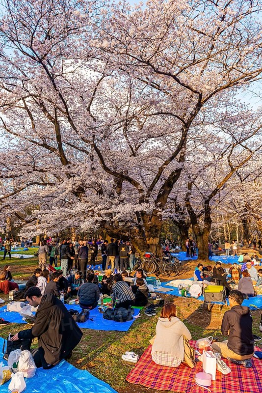 Japanese picnic under cherry blossoms in Yoyogi Park at Hanami Fest